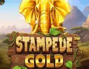 Stampede Gold