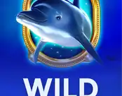 Wild Dolphin