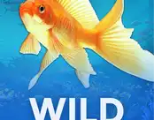 Wild Gold Fish